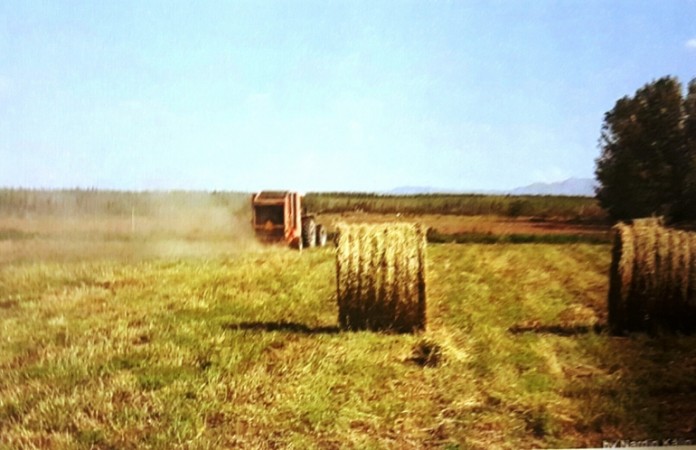 Finca de 40 has. en El Cepillo, San Carlos, Mendoza, con pozo y tres casas.