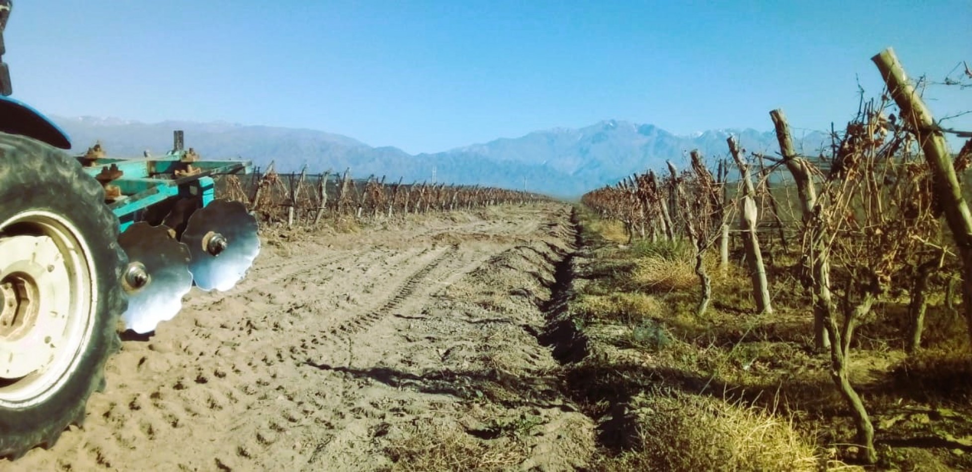 Finca de 60 hectareas con Viña en Tres Esquinas, Valle de Uco, Mendoza.