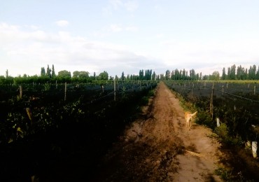 Desarrollo Enoturismo 2 has Malbec con tres cabañas en Valle de Uco, Mendoza.